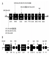 Jundishapur J Microbiol