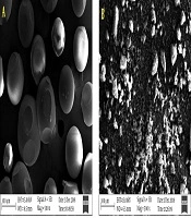 Journal of Skin and Stem Cell