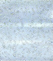 Archives of Neuroscience 