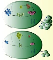 International Journal of Cancer Management 