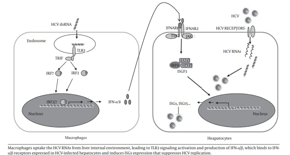 Schematic Diagram of the Mechanisms Involved in Macrophages-Mediated Suppression of HCV Replication in Hepatocytes
