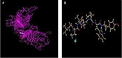 Jentashapir J Cell Mol Biol