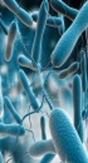 Cholera Outbreak in Yemen: A Regional or a Global Health Crisis?