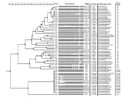 Jundishapur J Microbiol
