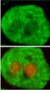 Liver Hepatocyte