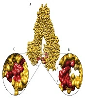 Jundishapur Journal of Natural Pharmaceutical Products