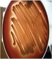 Jundishapur J Nat Pharm Prod