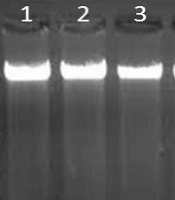 Gene Cell Tissue
