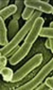 The Mutations of Topoisomerase Genes and Their Effect on Resistance to Fluoroquinolones in Extended-Spectrum β-Lactamase-Producing <i>Escherichia coli</i>