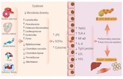 J Microbiota