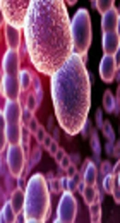 Bacteriologic Evaluation of Ventilator-Associated Pneumonia According to Stress Related Mucosal Disease Prophylaxis in the Intensive Care Unit