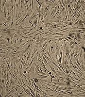 Archives of Neuroscience 