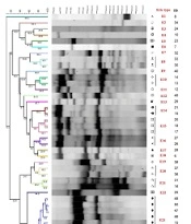 Jundishapur J Microbiol