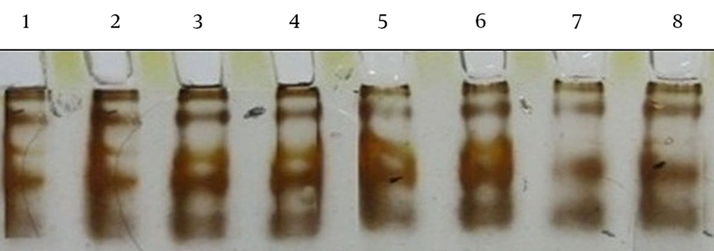 PCR-SSCP of 210 bps of <i>gyrA</i> in 8 Isolates of NTM Lanes 1 and 2, <i>M. abscessus</i> (resistance to ciprofloxacin); lane 3, <i>M. fortuitum</i> ATCC 49403; lanes 4 - 6, <i>M. fortuitum</i>; lanes 7 and 8, <i>M. gordonae</i> (sensitive to ciprofloxacin).