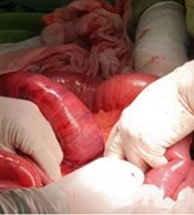Fertility Gynecology Andrology