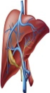 Evaluation of Liver Enzyme Elevation and Its Contributing Factors in Birjand, Iran
