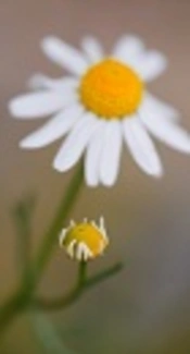 https://pxhere.com/en/photo/1099951