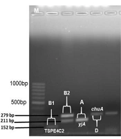 Jundishapur J Microbiol