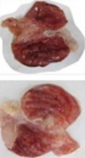 Gastroprotective Effects of <i>Pistacia atlantica</i> Extract on Ethanol-Induced Gastric Ulcers in Rats