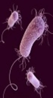 Extended-Spectrum Beta-Lactamases Producing <i>Pseudomonas aeruginosa</i> Isolated From Patients With Ventilator Associated Nosocomial Infection