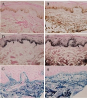 J Skin Stem Cell