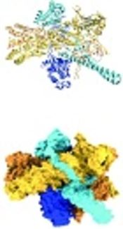 Hsp90 Structure and Function in Cancer