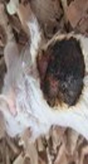 The Combined Effects of Nano-Zinc, Nano-Albumin and Honey in Healing Wounds Caused by Third-Degree Burn in Male Mice