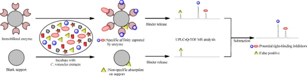 Rapid screening of natural AGHI from <i>C</i>. <i>rotundus </i>by affinity capture system