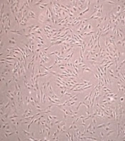 Gene Cell Tissue