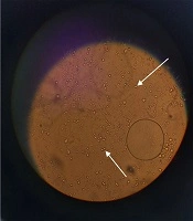 Jundishapur J Nat Pharm Prod