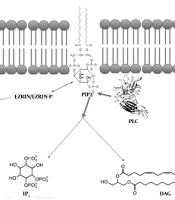 Jentashapir J Cell Mol Biol