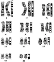 Gene Cell Tissue