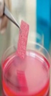 Bio - Conductive Scaffold Based on Agarose - Polyaniline for Tissue Engineering