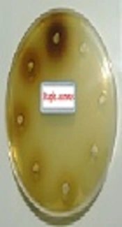 Evaluation of Antimicrobial Effect of the Pimpinella Anisumpolar Extract on Some Bacteria in Skin Diseases