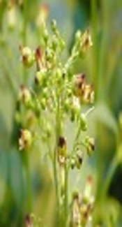 Scrophularia striata