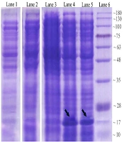 Archives of Clinical Infectious Diseases