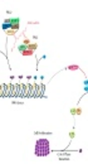 Antisense Non-Coding RNA in the <i>INK4</i> Locus (<i>ANRIL</i>) in Human Cancers