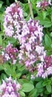 http://www.pakanbazr.com/en/zataria-multiflora-leaf