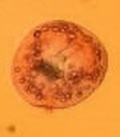Jundishapur J Nat Pharm Prod