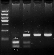 Gene Cell Tissue