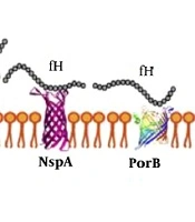 Jundishapur Journal of Microbiology