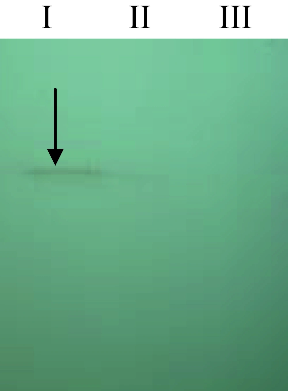 Analyses of Recombinant p4 by Western Blot Using a His-tag Monoclonal Antibody (1:1000) and Sheep Anti-Mouse IgG HRP Conjugate (1:500), 5 h After Induction Lane I: Bacteria lysate containing recombinant plasmid (rpQE-30), Lane II: Bacteria lysate alone. Lane III: Bacteria lysate containing intact plasmid (pQE-30)