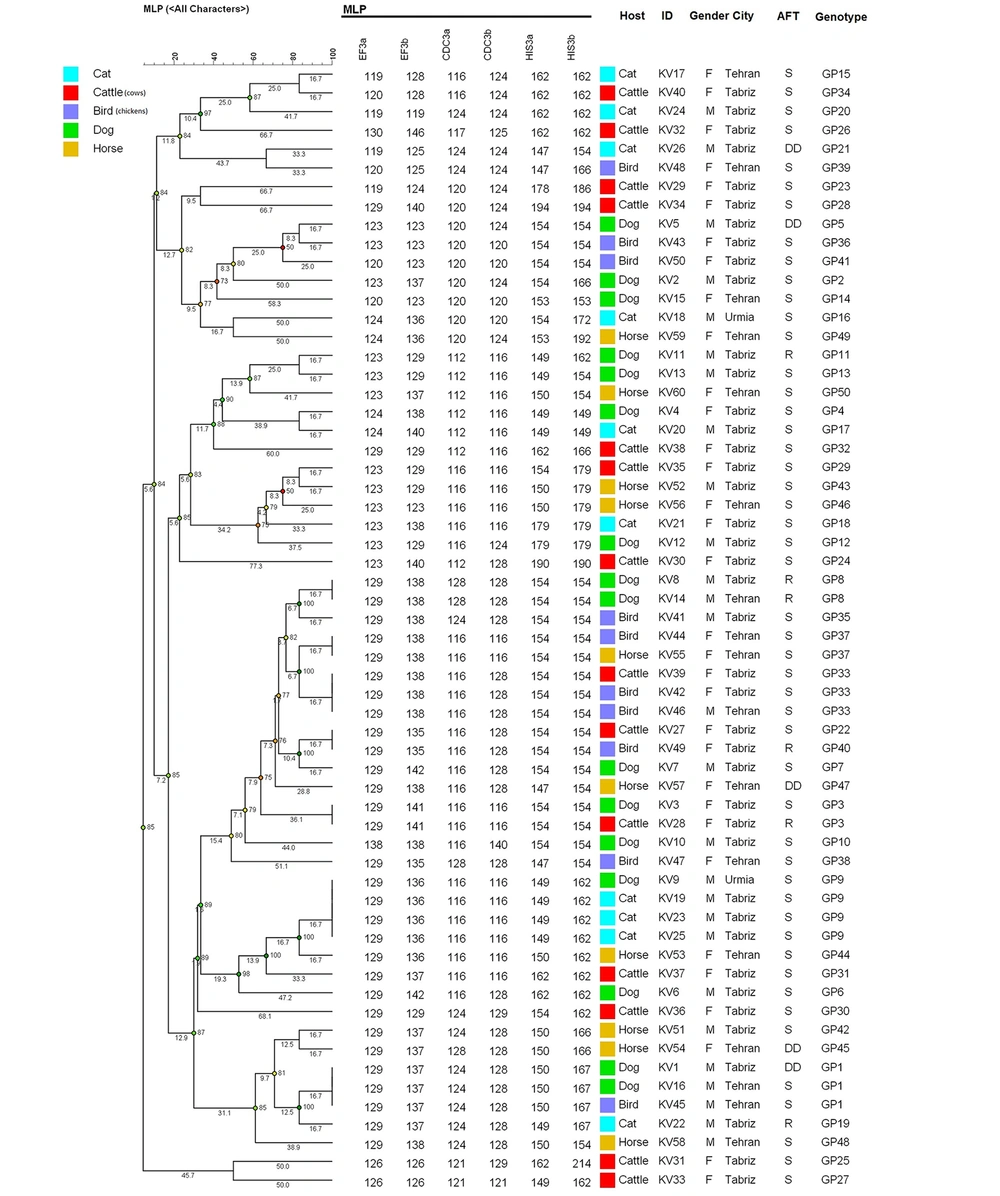 Dendrogram (constructed using the BioNumerics<sup>TM</sup> software, version 7.6, Applied Maths) shows the genetic relatedness among 60 clinical isolates of <i>Candida albicans</i> using MLP typing (49 genotypes were identified out of 60 <i>C. albicans</i> isolated from animals). S, susceptible; DD, dose dependent; R, resistant; AFT, antifungal test for fluconazole Dendrogram (constructed using the BioNumerics<sup>TM</sup> software, version 7.6, Applied Maths) shows the genetic relatedness among 60 clinical isolates of <i>Candida albicans</i> using MLP typing (49 genotypes were identified out of 60 <i>C. albicans</i> isolated from animals). S, susceptible; DD, dose dependent; R, resistant; AFT, antifungal test for fluconazole