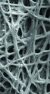 Differentiation of Periodontal Ligament Stem Cells Into Osteoblasts on Hybrid Alginate/ Polyvinyl Alcohol/ Hydroxyapatite Nanofibrous Scaffolds