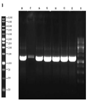 Jundishapur Journal of Natural Pharmaceutical Products