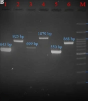Jundishapur J Microbiol