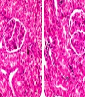 Arch Neurosc