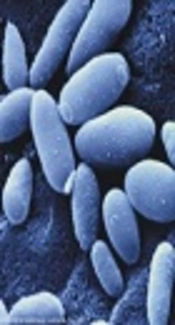 Molecular Discrimination of the <i>Candida parapsilosis</i> Species Complex via SADH Gene Analysis and Evaluation of Proteinase Activity Among the Isolates