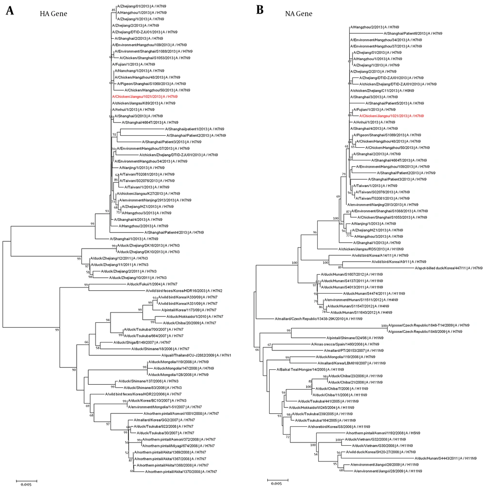 Phylogenetic Trees for the HA (A) and NA (B) Genes of the Novel Isolated Virus (A/Chicken/Jiangsu/1021/2013) and Related Reference Influenza Viruses Phylogenetic trees were constructed by using the neighbor-joining method with bootstrap analysis of 1,000 replications in MEGA 5.2. Genetic distances were calculated by using the Kimura 2-parameter method. Numbers next to nodes indicate bootstrap value percentages (> 50%). The novel isolated H7N9 virus is shown in red.