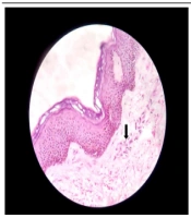 J Skin Stem Cell